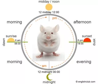 white mouse within a graphic representation of a 24 hour clock