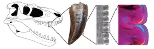a serrated tooth from a theropod dinosaur