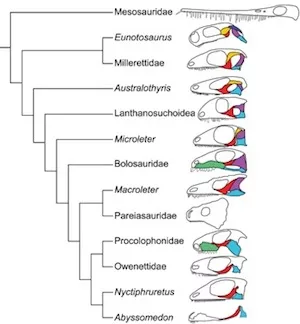evolutionary tree showing the relationship between various parareptile skulls
