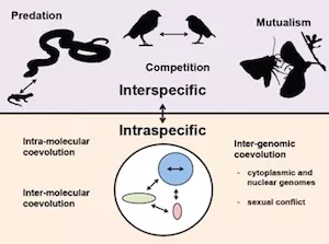 diagram showing coevolution at multiple levels of biological organization