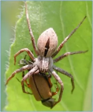 spider feeding on a weevil