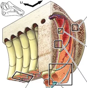 hadrosaur teeth model