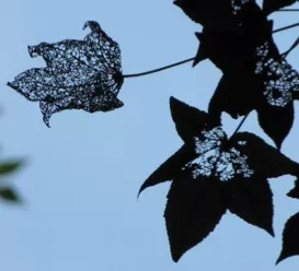 leaves showing damage done by leaf-eating animals