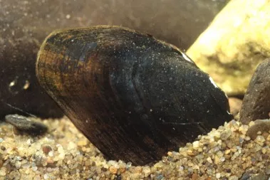 a freshwater mussel