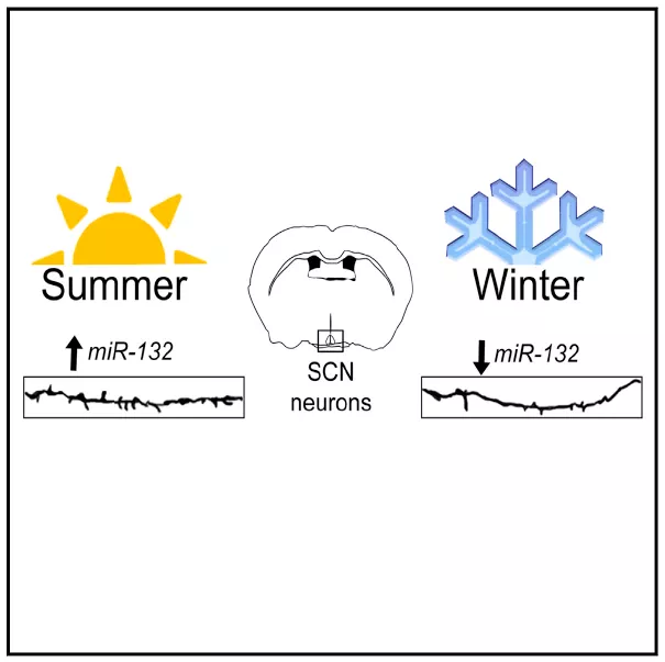 Circadian clock in summer and winter