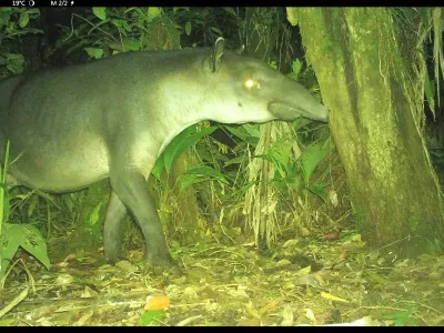 CT tapir