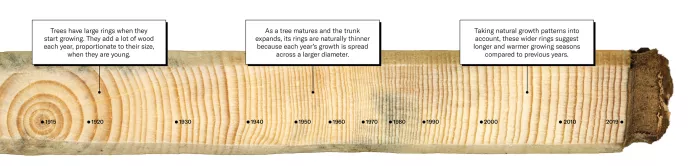 Cross section of tree rings, outer most ring is dated 2019 and inner most ring is dated 1915. Annotations include: Trees have large rings when they start growing. They add a lot of wood each year, proportionate to their size, when they are young. As a tree matures and the trunk expands, its rings are naturally thinner because each year's growth is spread across a larger diameter. Taking natural growth patterns into account, wider rings near the outside of the tree suggest longer and warmer growing seasons.