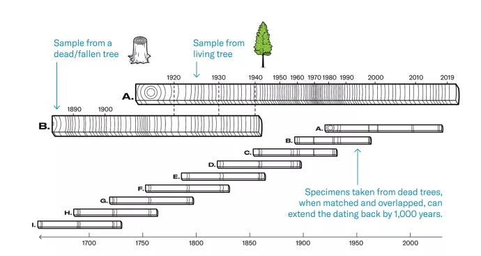 Illustration showing how sections of rings form patterns that can be lined up with the same patterns found on different tree specimens.