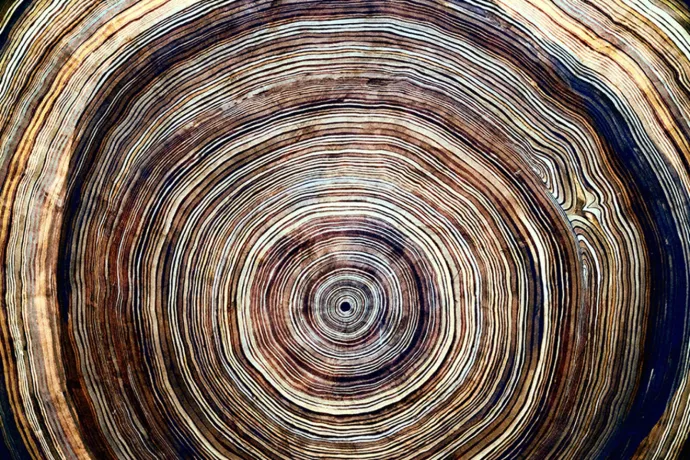Close up of tree rings on a log cut crosswise.