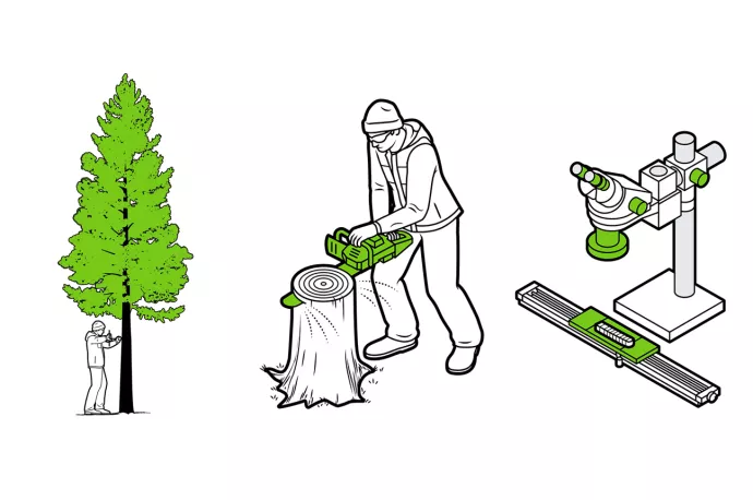 Three illustrations. First of person boring into trunk of a tree. Second of person using chainsaw to cut log and third of microscope.