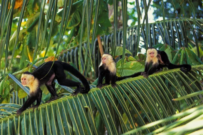 Three white-faced capuchin monkeys on a branch