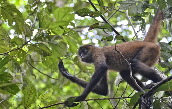 Spider monkey on a branch