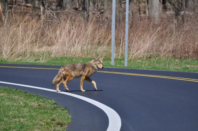 A coyote crossing a road