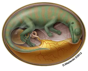 Image of embryonic dinosaur