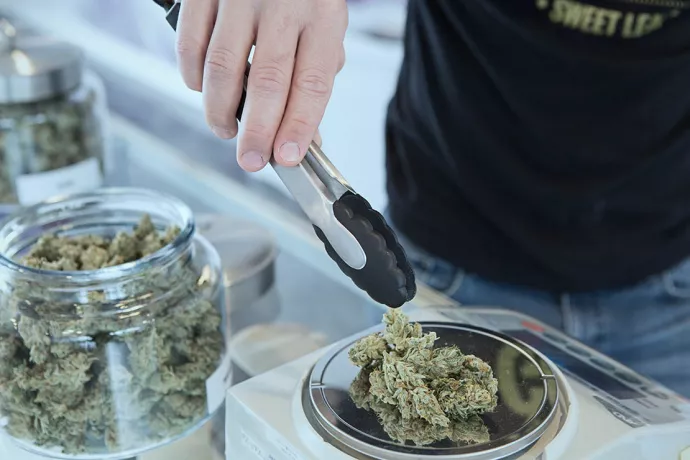 Person using tongs to put cannabis buds on small scale