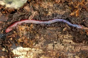 earthworm crawling through soil
