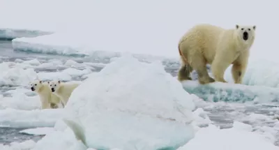 polar bear mother and cubs