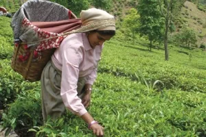 woman wearing a basket on her head picking tea leaves in a field