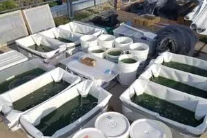 Buckets of green spirulina algae growing on a campus rooftop