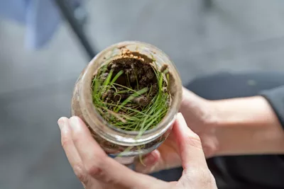 glass jar containing soil, grass and sticks