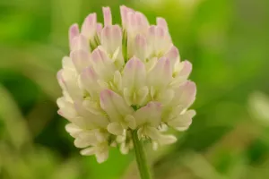 close-up of clover flower with pink and white petals