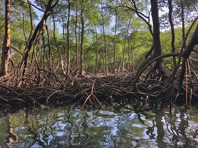 Mangrove treest beside a waterway, roots exposed