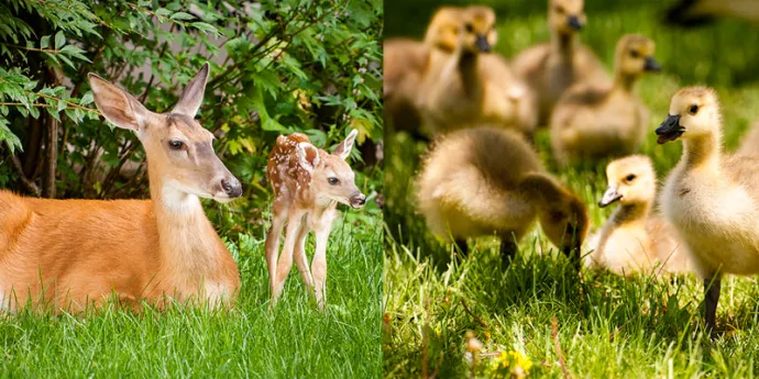 Deer and fawn and goslings
