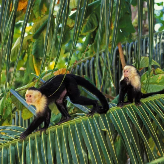 Three white-faced capuchin monkeys on a branch
