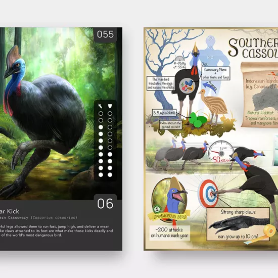 Front of trading card shows a flightless bird with a blue head and grey feathered body with one large leg held up. Bottom of card reads: Spear Kick. Souther Cassowary (Casuarius casuarius) Cassowary's powerful legs allow them to fun fast, jump high and deliver a mean kick. The dagger-like claws attached to its feet are what make those kicks deadly and earn them the title of the world's most dangerous bird. Back of card shows various illustrations of the bird kicking a target, swimming