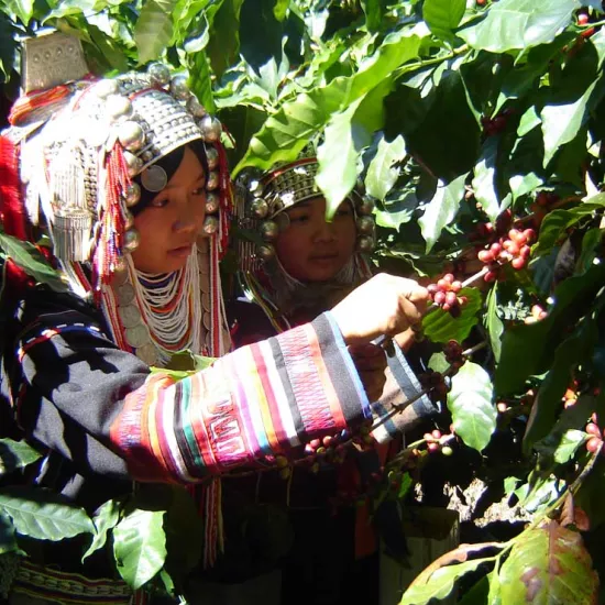 Akha farmers picking coffee cherries.