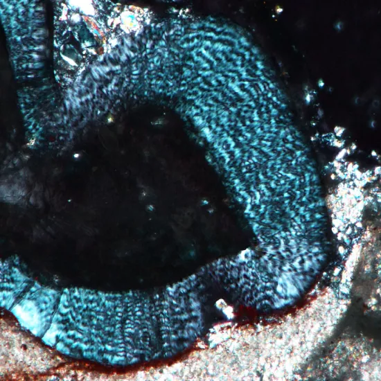 The wavy appearance of the enamel of Changchunsaurus in thin section and under cross-polarized light.