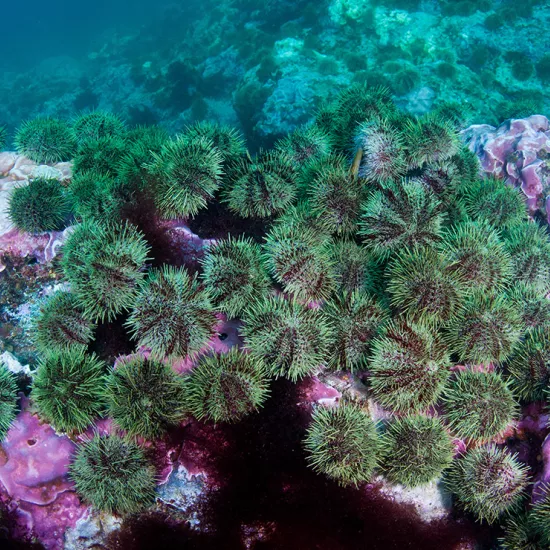 Underwater photo of sea urchins on a reef-like structure in Alaska