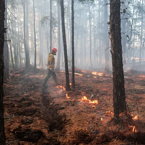 Firefighter walking through burning forest