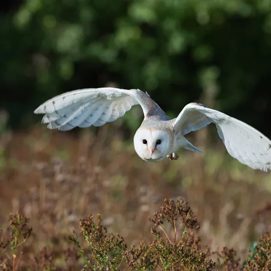 White barn owl with wings spread, flying low over foliage, trees in background.