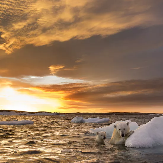 A mother polar bear in the water, holding on to a small piece of floating ice in open water with her fore paws. Behind her is a baby polar bear in the water. Sun is seen setting in the background.