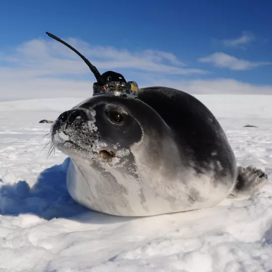 elephant seal with a sensor on its head