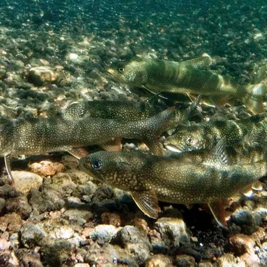 Lake trout swimming in a lake