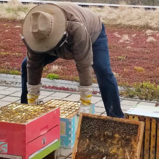 Beekeeper lifts wooden flats covered with bees and honeycomb from a beehive.