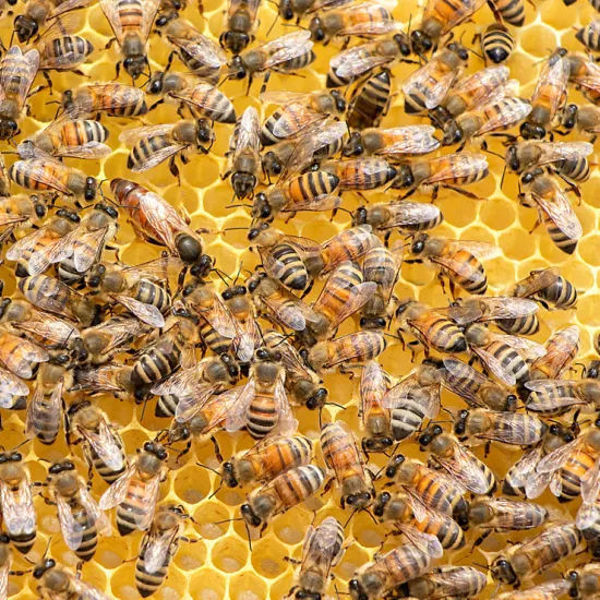 Honeybees on a honey comb