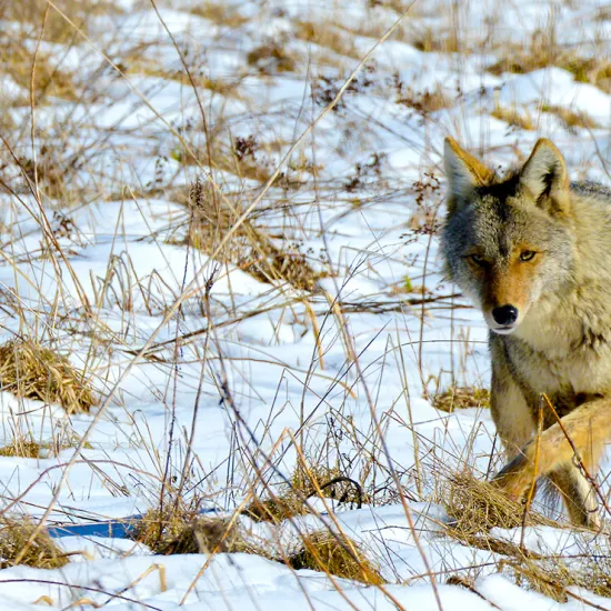 A coyote is seen trotting toward the camera on a snow-covered field
