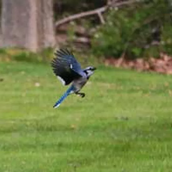 Photograph of a blue jay in flight