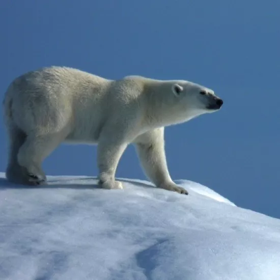 polar bear in Arctic