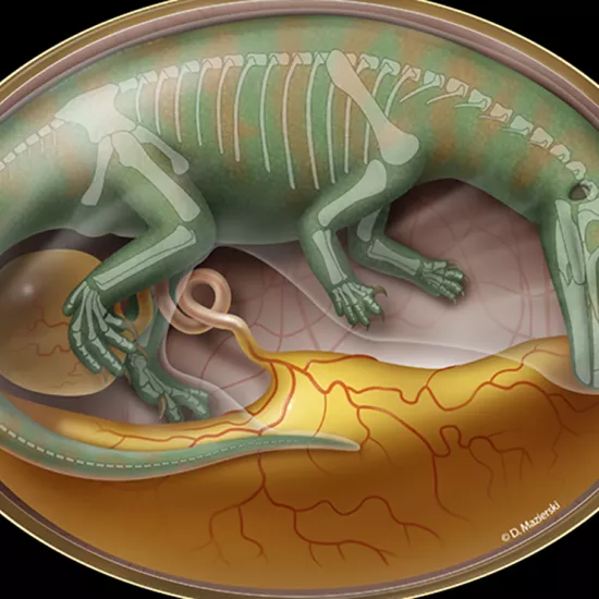 drawing of a dinosaur embryo curled in a sac-like oval shape