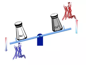 Image of salt tipping the scales with GPCR-related cell signaling