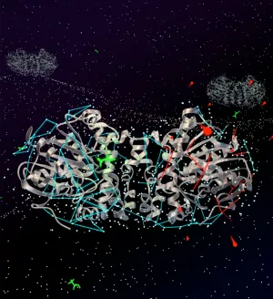 Image of fluoroacetate dehalogenase shown binding the substrate fluoroacetate (drawn in green) while water molecules in the empty half of the dimer are shown to exit.