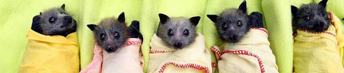 Baby bats wrapped in blankets