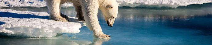 Polar bear on ice touching water with paw