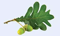 Two acorns in front of an oak leaf