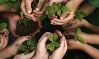 Many hands holding tree saplings over dirt