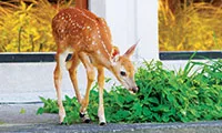 Fawn eating grass